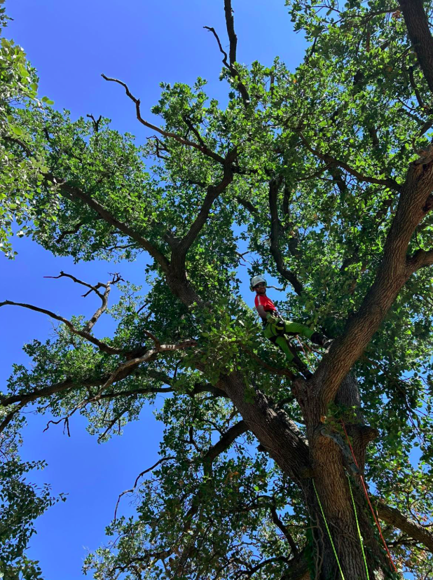 Salvatori Federico in tree climbing durante una potatura in quota